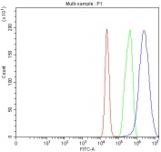 Flow cytometry testing of fixed and permeabilized human MCF7 cells with MCCC2 antibody at 1ug/million cells (blocked with goat sera); Red=cells alone, Green=isotype control, Blue= MCCC2 antibody.
