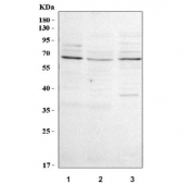 Western blot testing of human 1) HeLa, 2) HepG2 and 3) K562 cell lysate with Palmdelphin antibody. Predicted molecular weight ~63 kDa but may be observed at up to ~80 kDa.