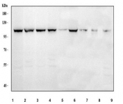 Western blot testing of 1) human HeLa, 2) human 293T, 3) human A549, 4) human A431, 5) human HaCaT, 6) human HepG2, 7) rat brain, 8) rat kidney and 9) mouse brain tissue lysate with IARS2 antibody. Predicted molecular weight ~114 kDa.
