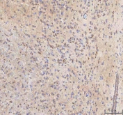 IHC staining of FFPE mouse brain tissue with BPNT2 antibody. HIER: boil tissue sections in pH8 EDTA for 20 min and allow to cool before testing.