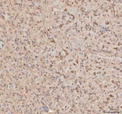 IHC staining of FFPE rat brain tissue with BPNT2 antibody. HIER: boil tissue sections in pH8 EDTA for 20 min and allow to cool before testing.