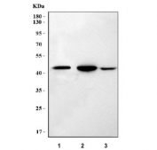 Western blot testing of 1) rat kidney, 2) mouse kidney and 3) mouse NIH 3T3 cell lysate with LPAR3 antibody. Predicted molecular weight ~40 kDa.