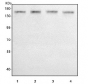 Western blot testing of human 1) MCF7, 2) U-2 OS, 3) PC-3 and 4) HepG2 cell lysate with PCDHA6 antibody. Predicted molecular weight ~103 kDa but may be observed at higher molecular weights due to glycosylation.