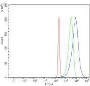 Flow cytometry testing of fixed and permeabilized human 293T cells with NSFL1C antibody at 1ug/million cells (blocked with goat sera); Red=cells alone, Green=isotype control, Blue= NSFL1C antibody.