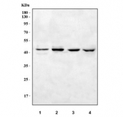 Western blot testing of 1) human Jurkat, 2) human PC-3, 3) rat RH35 and 4) mouse NIH 3T3 cell lysate with NSFL1C antibody. Predicted molecular weight ~41 kDa.