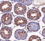IHC staining of FFPE rat testis tissue with IFT52 antibody. HIER: boil tissue sections in pH8 EDTA for 20 min and allow to cool before testing.