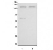 Western blot testing of 1) human PC-3 and 2) rat C6 cell lysate with PCDHA8 antibody. Predicted molecular weight ~103 kDa but may be observed at higher molecular weights due to glycosylation.