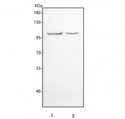 Western blot testing of human 1) PC-3 and 2) U-2 OS cell lysate with PCDHA13 antibody. Predicted molecular weight ~102 kDa but could be seen at higher molecular weights due to glycosylation.