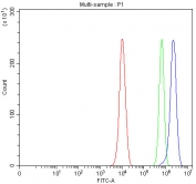 Flow cytometry testing of fixed and permeabilized human PC-3 cells with PCDHA13 antibody at 1ug/million cells (blocked with goat sera); Red=cells alone, Green=isotype control, Blue= PCDHA13 antibody.