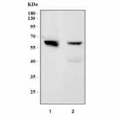 Western blot testing of 1) monkey COS-7 and 2) mouse kidney tissue lysate with PARP3 antibody. Predicted molecular weight ~60 kDa.