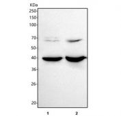 Western blot testing of 1) rat liver and 2) mouse liver tissue lysate with Hydroxyacid oxidase 1 antibody. Predicted molecular weight ~41 kDa.