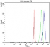 Flow cytometry testing of fixed and permeabilized human SiHa cells with Hydroxyacid oxidase 1 antibody at 1ug/million cells (blocked with goat sera); Red=cells alone, Green=isotype control, Blue= Hydroxyacid oxidase 1 antibody.