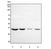 Western blot testing of human 1) HeLa, 2) 293T, 3) Jurkat and 4) RT4 cell lysate with PHF11 antibody. Predicted molecular weight ~37 kDa.