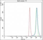 Flow cytometry testing of fixed and permeabilized human HeLa cells with PHF11 antibody at 1ug/million cells (blocked with goat sera); Red=cells alone, Green=isotype control, Blue= PHF11 antibody.