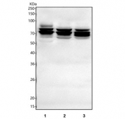 Western blot testing of human 1) A549, 2) HEL and 3) U-251 cell lysate with SHKBP1 antibody. Predicted molecular weight ~76 kDa.