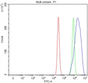 Flow cytometry testing of fixed and permeabilized human A549 cells with SHKBP1 antibody at 1ug/million cells (blocked with goat sera); Red=cells alone, Green=isotype control, Blue= SHKBP1 antibody.