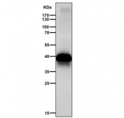 Western blot testing of mouse skin tissue lysate with DLX3 antibody. Predicted molecular weight ~32 kDa, commonly observed at 32-38 kDa.