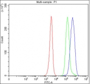 Flow cytometry testing of fixed and permeabilized human JK cells with HENMT1 antibody at 1ug/million cells (blocked with goat sera); Red=cells alone, Green=isotype control, Blue= HENMT1 antibody.