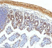 IHC staining of FFPE mouse colon tissue with SLC6A20 antibody. HIER: boil tissue sections in pH8 EDTA for 20 min and allow to cool before testing.