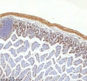 IHC staining of FFPE mouse colon tissue with SLC6A20 antibody. HIER: boil tissue sections in pH8 EDTA for 20 min and allow to cool before testing.