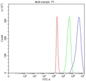 Flow cytometry testing of fixed human 293T cells with SLC6A20 antibody at 1ug/million cells (blocked with goat sera); Red=cells alone, Green=isotype control, Blue= SLC6A20 antibody.