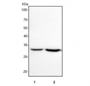 Western blot testing of 1) rat brain and 2) rat C6 cell lysate with ICMT antibody. Predicted molecular weight ~32 kDa.