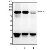 Western blot testing of human 1) HEL, 2) A549 and 3) U-251 cell lysate with Phospho-STAT3 antibody.