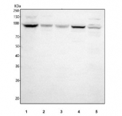 Western blot testing of 1) human HeLa, 2) human K562, 3) human PC-3, 4) mouse thymus and 5) mouse testis tissue lysate with HELLS antibody. Predicted molecular weight ~97 kDa.