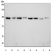 Western blot testing of 1) human HEL, 2) human RT-4, 3) human ThP-1, 4) human HaCaT, 5) rat C6, 6) rat PC-12, 7) rat C2C12 and 8) mouse RAW264.7 cell lysate with SLFN13 antibody. Predicted molecular weight ~102 kDa.