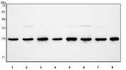 Western blot testing of human 1) HeLa, 2) Raji, 3) 293T, 4) HepG2, 5) K562, 6) MCF7, 7) Caco-2 and 8) HEL cell lysate with PCMT1 antibody. Predicted molecular weight ~25 kDa.