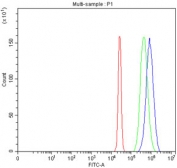 Flow cytometry testing of fixed and permeabilized human HepG2 cells with PCMT1 antibody at 1ug/million cells (blocked with goat sera); Red=cells alone, Green=isotype control, Blue= PCMT1 antibody.