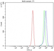 Flow cytometry testing of fixed and permeabilized human K562 cells with PCMT1 antibody at 1ug/million cells (blocked with goat sera); Red=cells alone, Green=isotype control, Blue= PCMT1 antibody.