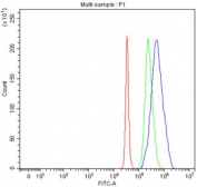 Flow cytometry testing of fixed and permeabilized human SH-SY5Y cells with Interferon regulatory factor 5 antibody at 1ug/million cells (blocked with goat sera); Red=cells alone, Green=isotype control, Blue= Interferon regulatory factor 5 antibody.