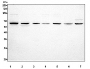 Western blot testing of 1) human HeLa, 2) human A549, 3) human SH-SY5Y, 4) rat PC-12, 5) rat C6, 6) mouse RAW264.7 and 7) mouse NIH 3T3 cell lysate with Interferon regulatory factor 5 antibody. Predicted molecular weight ~57 kDa.