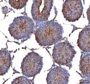 IHC staining of FFPE rat testis tissue with ISYNA1 antibody. HIER: boil tissue sections in pH8 EDTA for 20 min and allow to cool before testing.