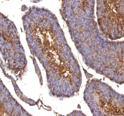 IHC staining of FFPE mouse testis tissue with ISYNA1 antibody. HIER: boil tissue sections in pH8 EDTA for 20 min and allow to cool before testing.