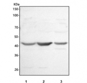 Western blot testing of human 1) HeLa, 2) MCF7 and 3) HepG2 cell lysate with HSD3B7 antibody. Predicted molecular weight ~41 kDa.