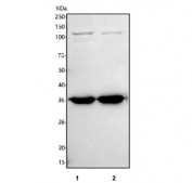 Western blot testing of human 1) K562 and 2) 293T cell lysate with SLC22A10 antibody. Predicted molecular weight ~60 kDa and 30 kDa (two isoforms).