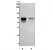 Western blot testing of human 1) A431 and 2) PC-3 cell lysate with METTL18 antibody. Predicted molecular weight ~42 kDa.