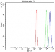 Flow cytometry testing of fixed and permeabilized human A431 cells with METTL18 antibody at 1ug/million cells (blocked with goat sera); Red=cells alone, Green=isotype control, Blue= METTL18 antibody.