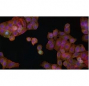 Immunofluorescent staining of FFPE human HeLa cells with Phospho-MDM2 antibody (green), phalloidin (red) and DAPI nuclear stain (blue). HIER: steam section in pH6 citrate buffer for 20 min.