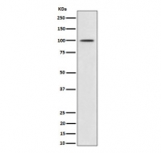 Western blot testing of lysate from human MCF7 cells treated with IGF-1 probed with Phospho-MDM2 antibody.