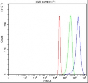 Flow cytometry testing of fixed human 293T cells with MFSD3 antibody at 1ug/million cells (blocked with goat sera); Red=cells alone, Green=isotype control, Blue= MFSD3 antibody.