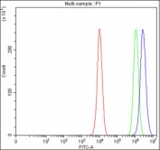 Flow cytometry testing of fixed and permeabilized human PC-3 cells with PEG3 antibody at 1ug/million cells (blocked with goat sera); Red=cells alone, Green=isotype control, Blue= PEG3 antibody.