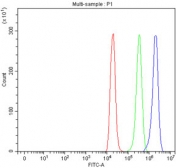 Flow cytometry testing of fixed and permeabilized rat C6 cells with CALR antibody at 1ug/million cells (blocked with goat sera); Red=cells alone, Green=isotype control, Blue= CALR antibody.