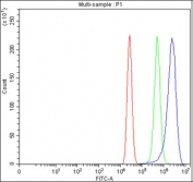 Flow cytometry testing of fixed and permeabilized human MCF7 cells with SMTNL2 antibody at 1ug/million cells (blocked with goat sera); Red=cells alone, Green=isotype control, Blue= SMTNL2 antibody.