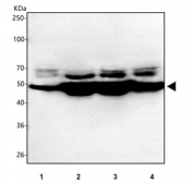 Western blot testing of human 1) COLO-320, 2) MCF7, 3) Caco-2 and 4) HepG2 cell lysate with SMTNL2 antibody. Predicted molecular weight ~50 kDa.