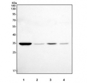Western blot testing of 1) rat kidney, 2) mouse testis, 3) mouse kidney and 4) mouse RAW264.7 cell lysate with Pyridoxal kinase antibody. Predicted molecular weight ~35 kDa.