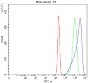 Flow cytometry testing of fixed and permeabilized human RT4 cells with Pyridoxal kinase antibody at 1ug/million cells (blocked with goat sera); Red=cells alone, Green=isotype control, Blue= Pyridoxal kinase antibody.