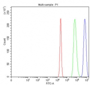 Flow cytometry testing of fixed and permeabilized human HepG2 cells with U1-70K antibody at 1ug/million cells (blocked with goat sera); Red=cells alone, Green=isotype control, Blue= U1-70K antibody.